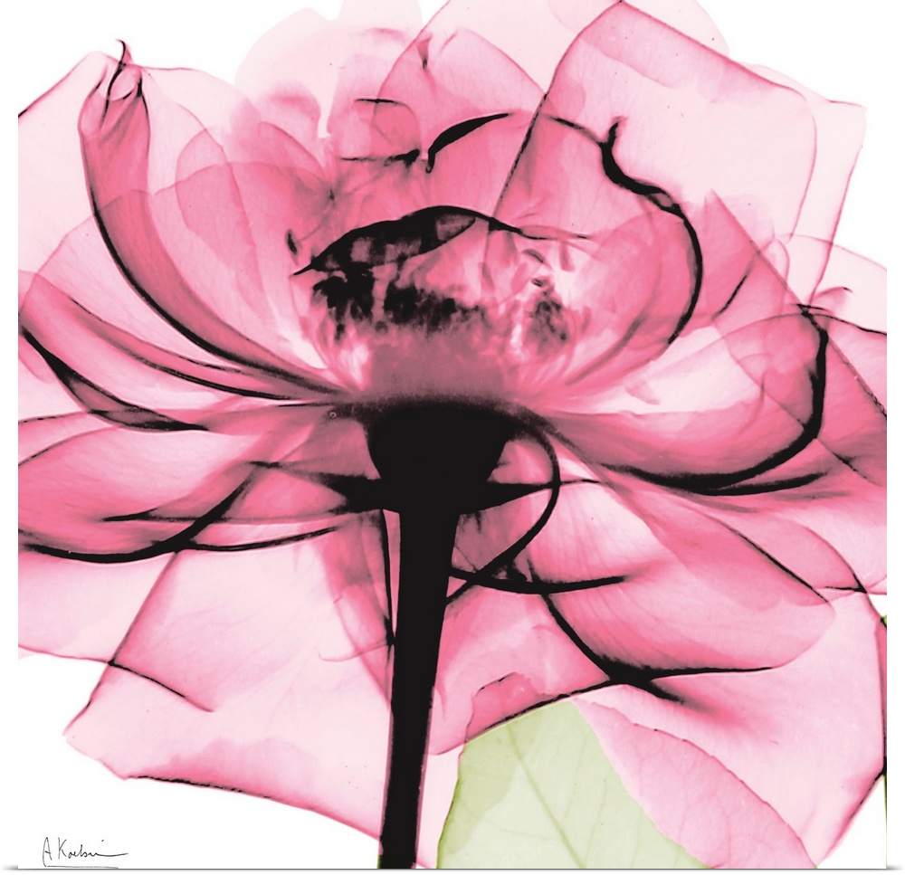Photo on a square canvas of a translucent view of a rose.