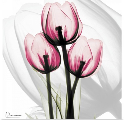 Pink Tulips x-ray photography