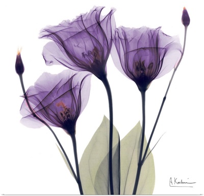 Purple Flower Trio