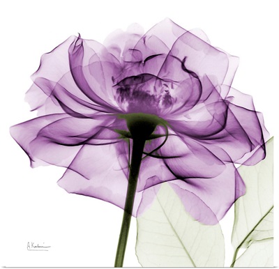Purple Rose X-Ray Photograph