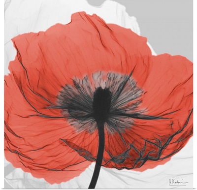 Red Poppy X-Ray Photograph