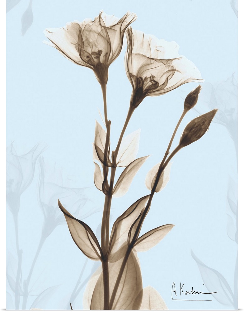 Rose x-ray floral photograph
