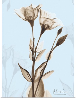 Rose x-ray floral photograph