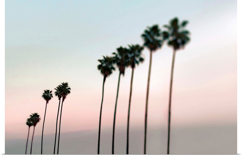 Fine art photo of a row of very tall palm trees against a pastel sunset sky.