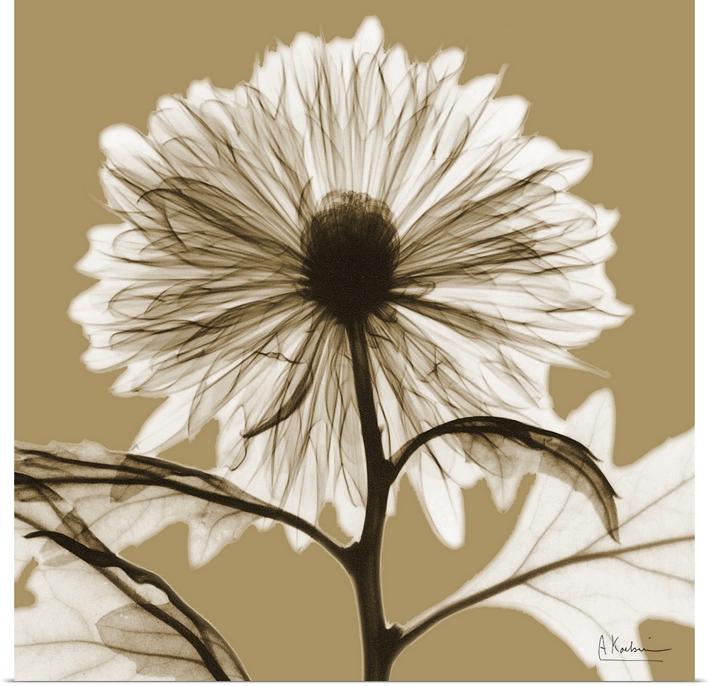 Sepia Chrysanthemum X-Ray Photograph