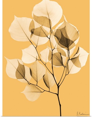 Sepia Dalbersia Leaf X-Ray Photograph
