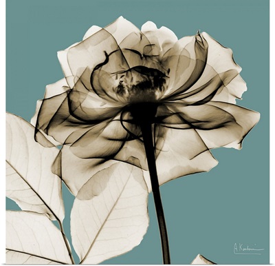 Sepia Rose X-Ray Photograph