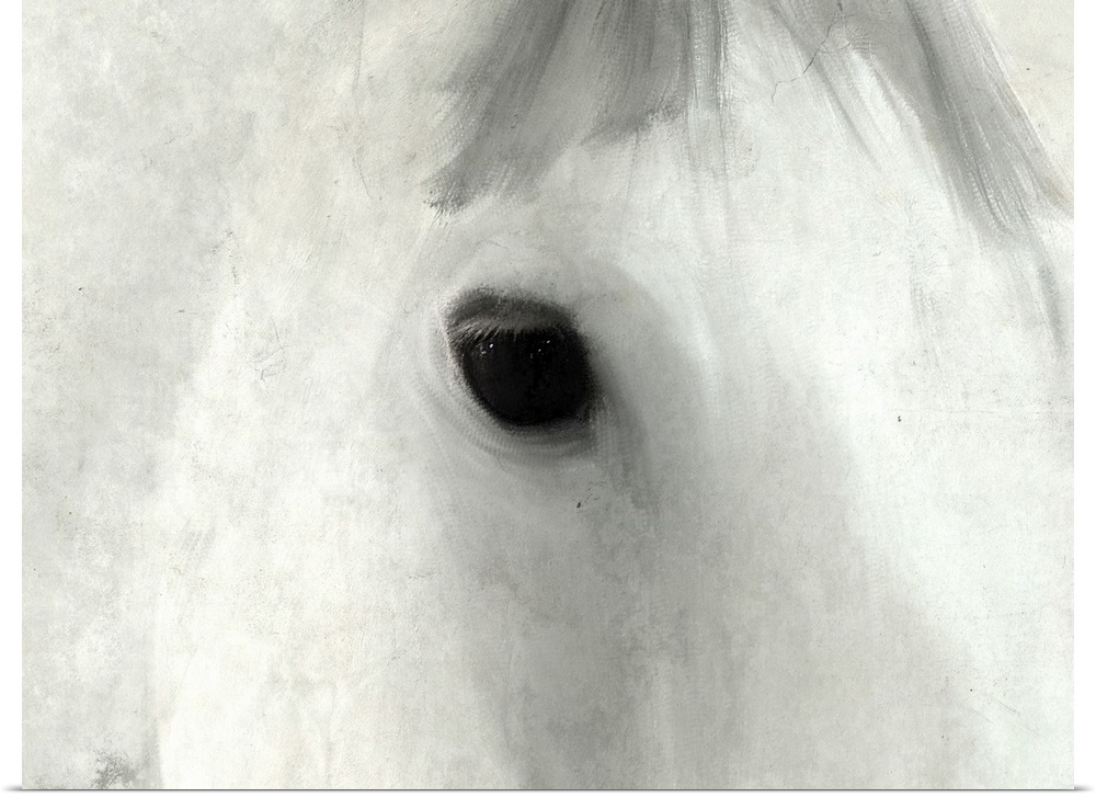 Close up of the eye of a white horse.