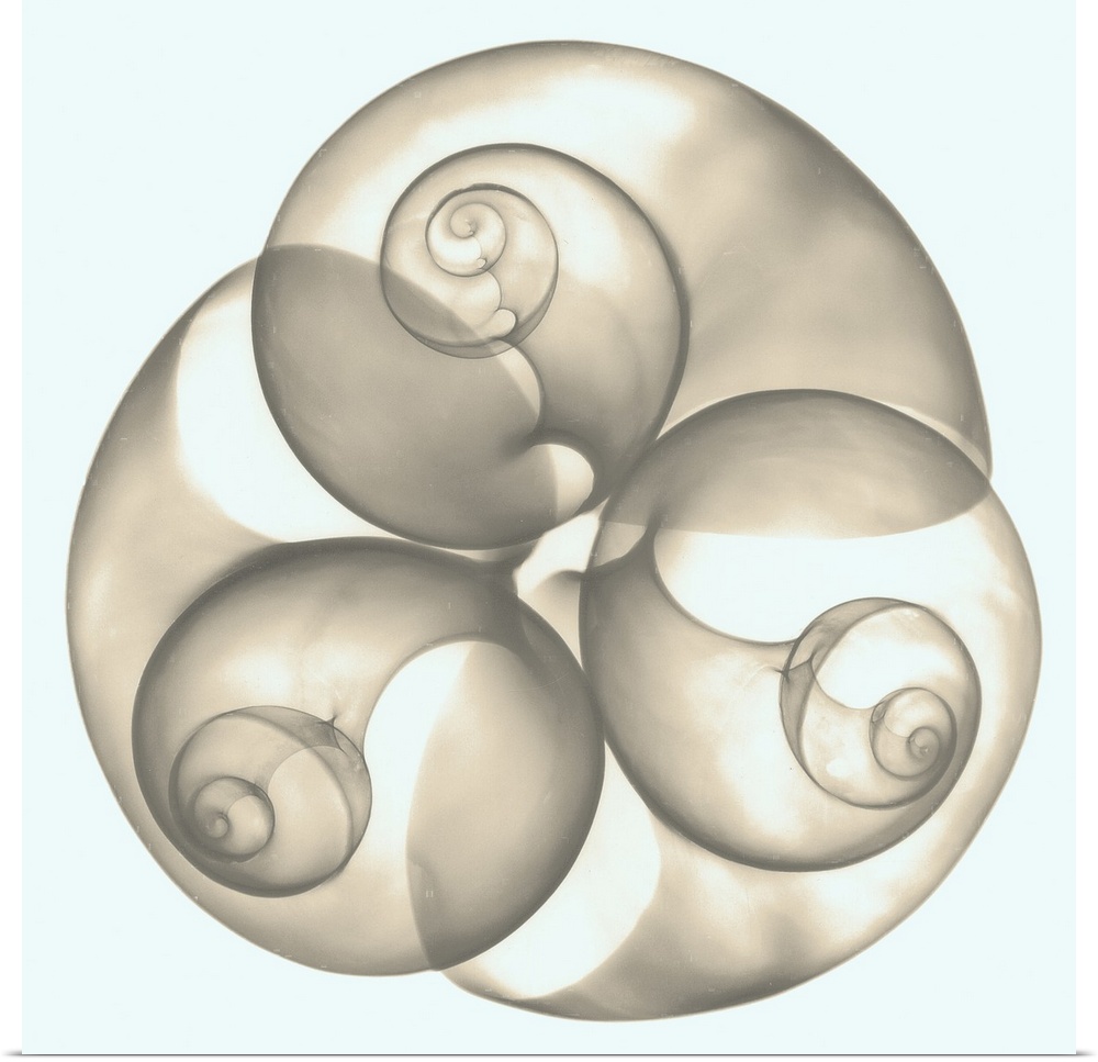 Square x-ray photograph of three seashells arranged in a circular shape, against a light background.
