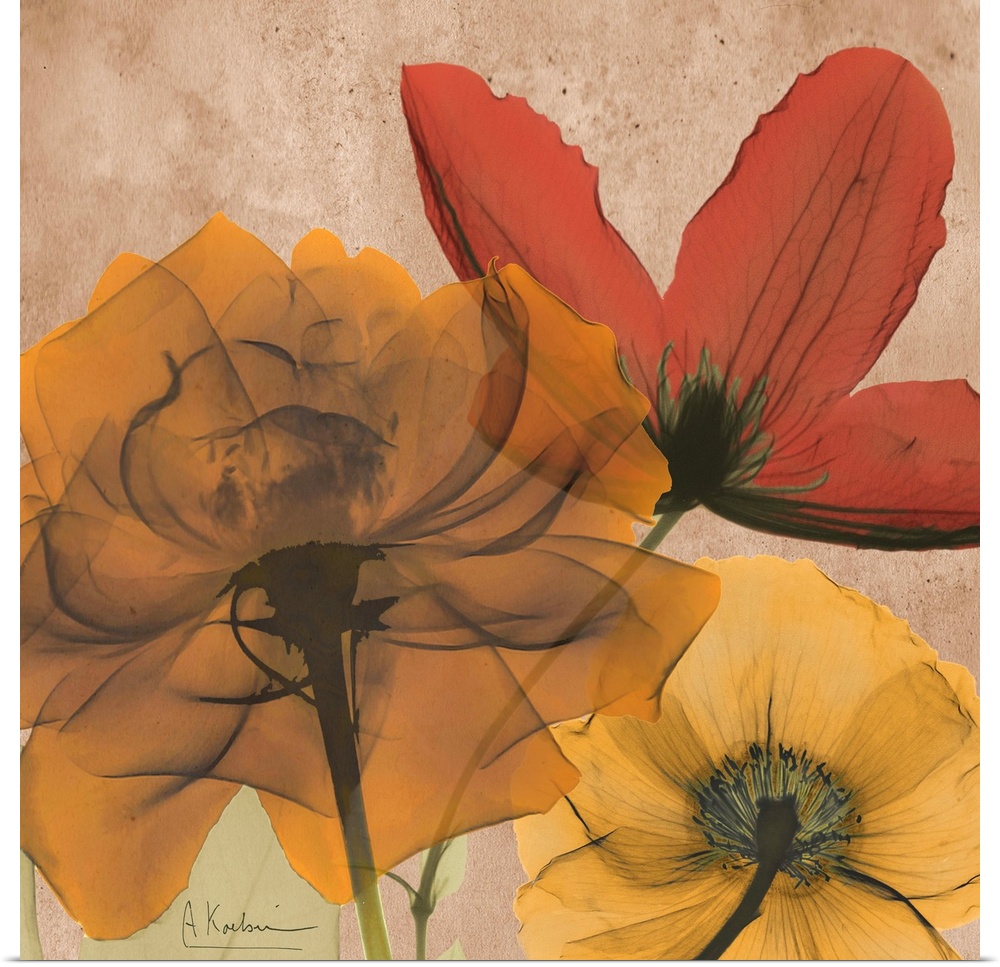 X-Ray photography of garden flowers in soft warm tones.