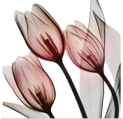 Splendid Tulips
