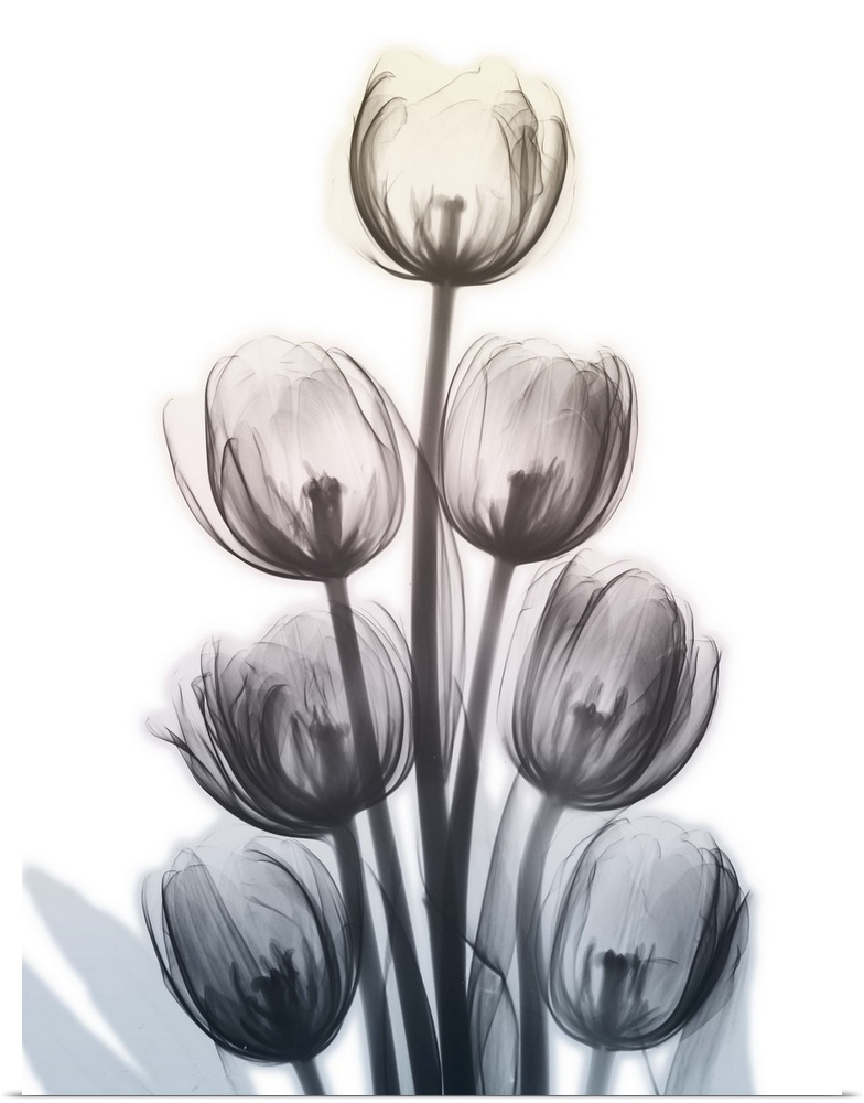 Contemporary x-ray photography of a group of tulips.