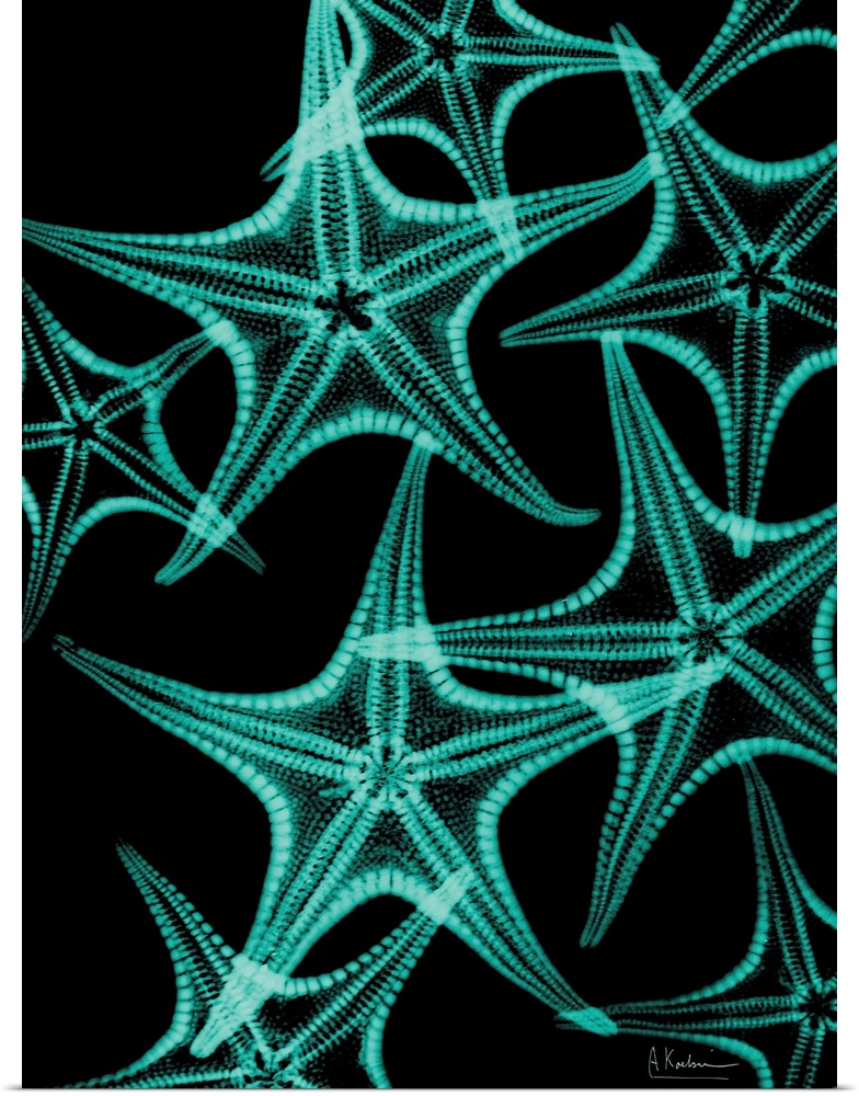 Vertical x-ray photograph of a group of starfish, against a dark background.