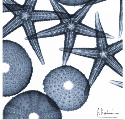 Starfish II x-ray photography