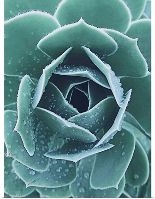 Succulent With Dew