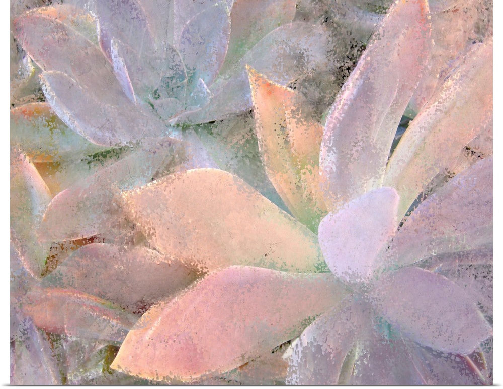 Contemporary painting of muted pale toned succulents.