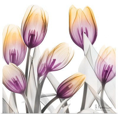 Sunrise Tulips 1