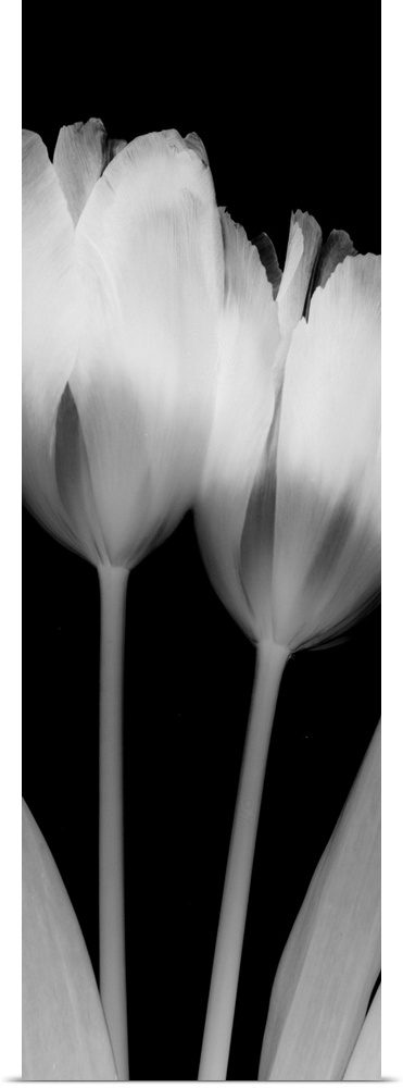 Vertical x-ray photograph of two tulips on a dark background.