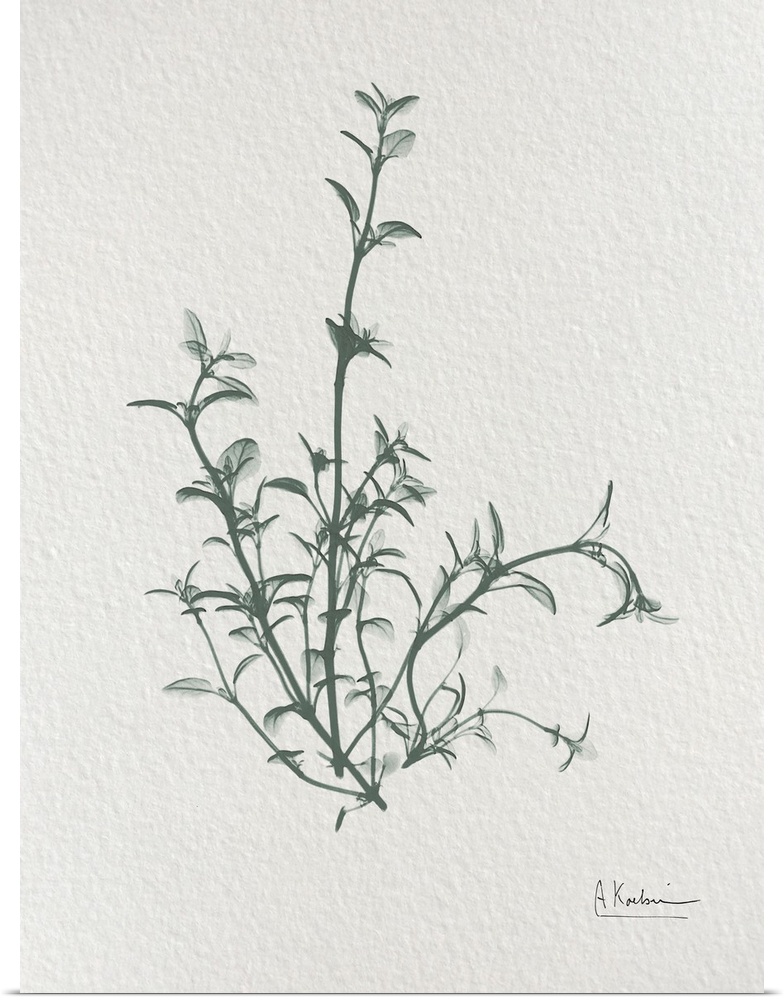 An x-ray photograph of sprigs of thyme on a watercolor paper background. A very simple image that would look great in a ki...
