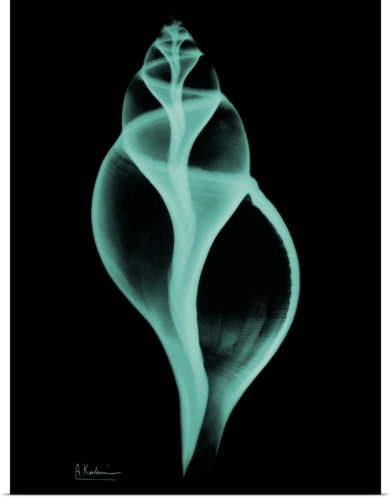 Vertical x-ray photograph of a spiraled seashell, against a dark background.