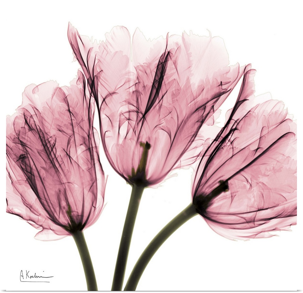 Transparent photograph of three flower blossoms showing their internal structure.