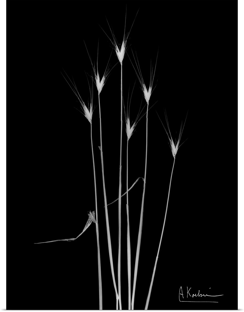 X-Ray photograph of six blades of wild grass against a black background.