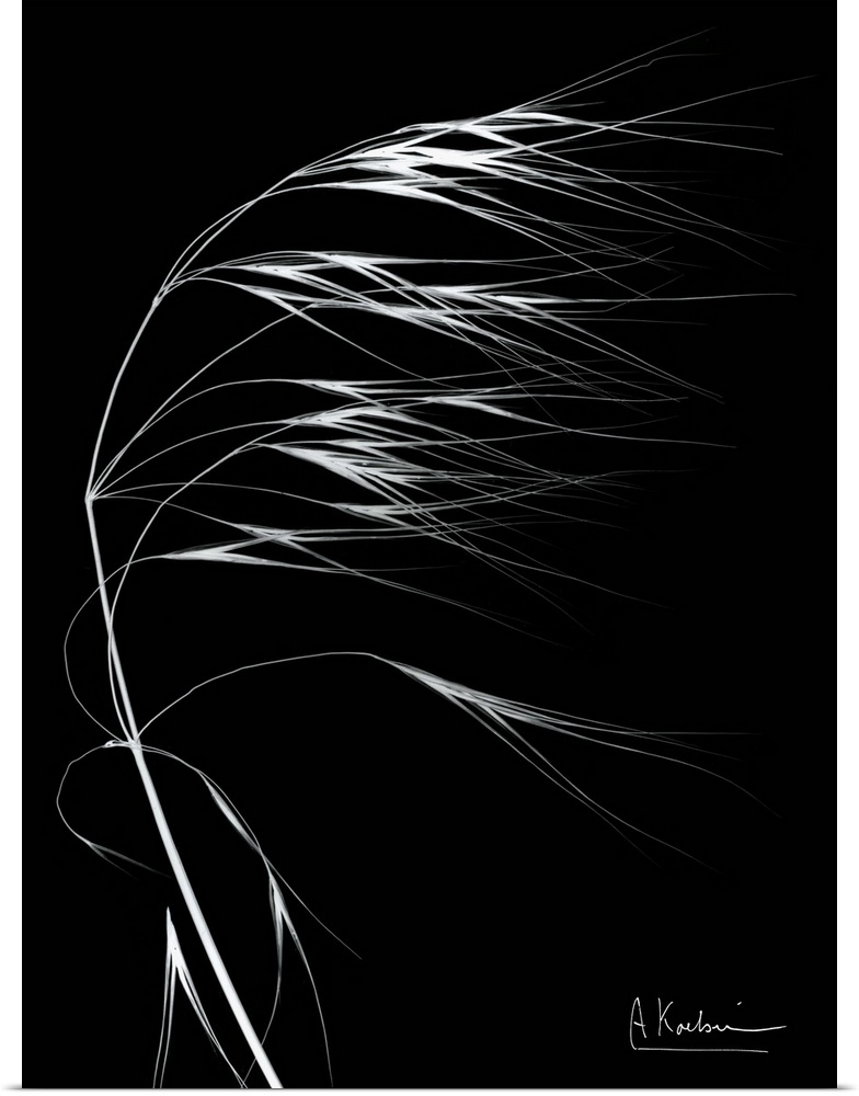 X-Ray photograph of wild grass appearing as though it is blowing in the wind, against a black background.