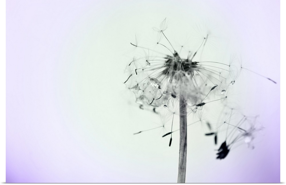 Close up photo of a dandelion flower with seeds drifting off.