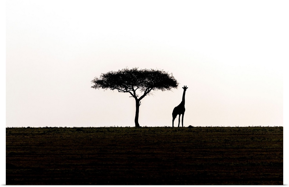 A single acacia tree and a giraffe in Serengeti National Park, Tanzania, Africa.