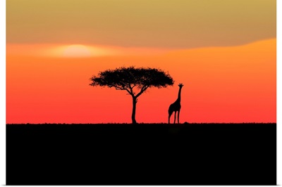 Acadia Tree With Giraffe At Sunset