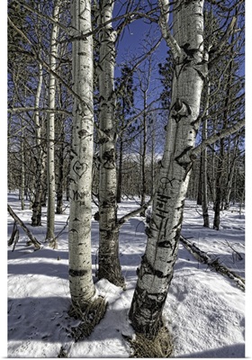 Aspen Trees in Winter