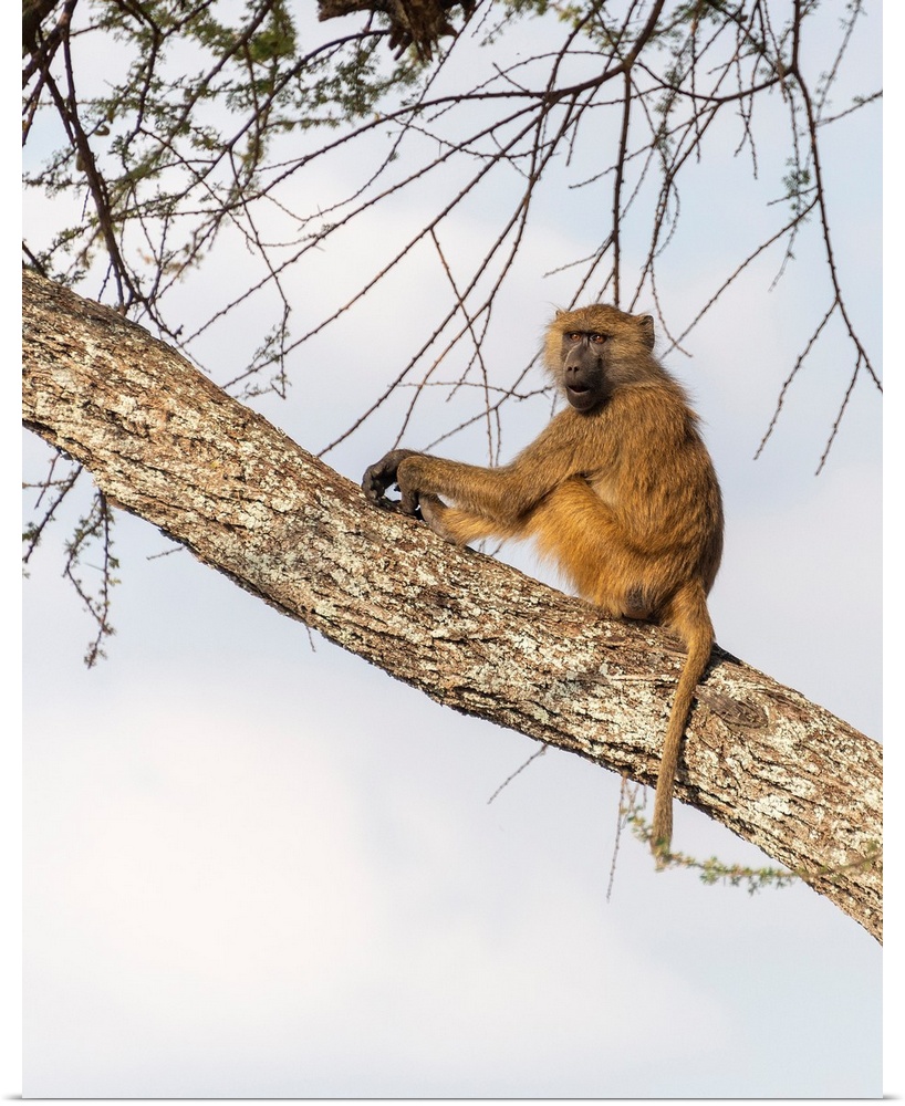 A single baboon high in a tree