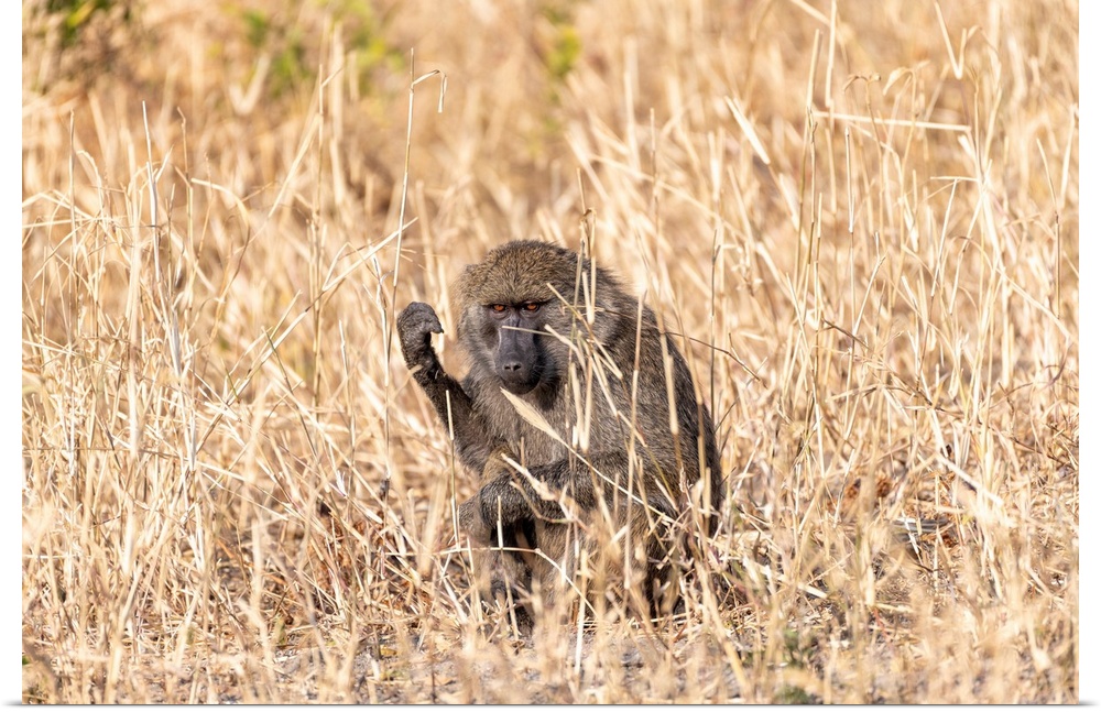 A baboon is hiding in tall grass in Tanzania, Africa