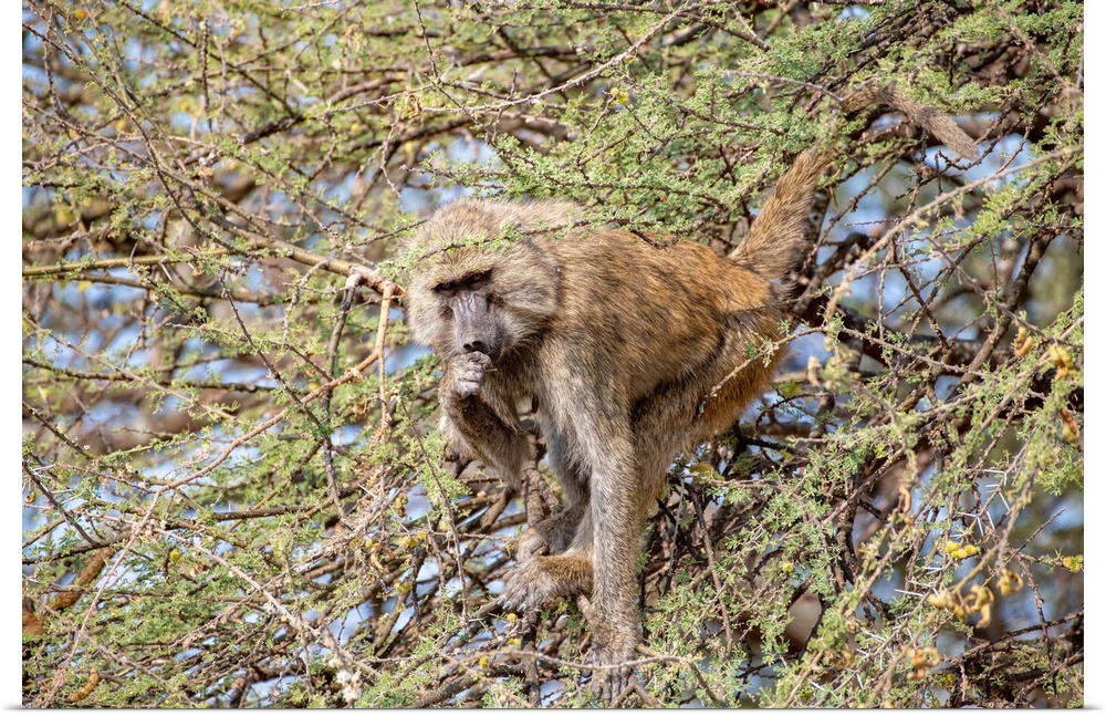 A baboon is high in a tree eating leaves and flowers.