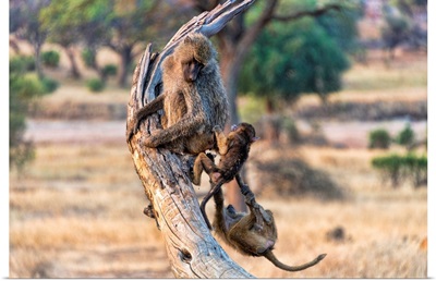 Baboons On A Tree