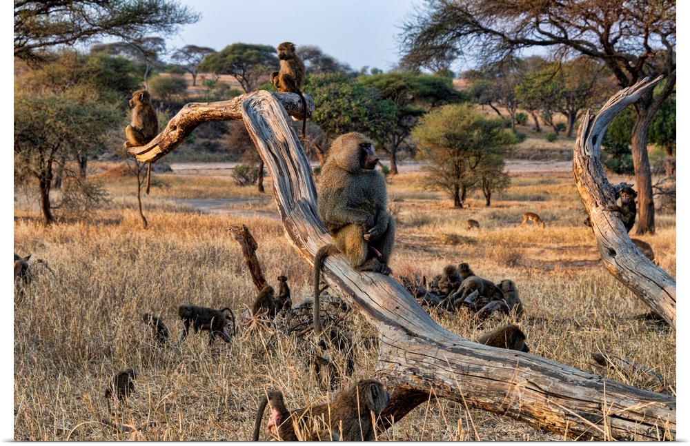 A family of baboons playing and sitting in trees Serengeti, Africa.