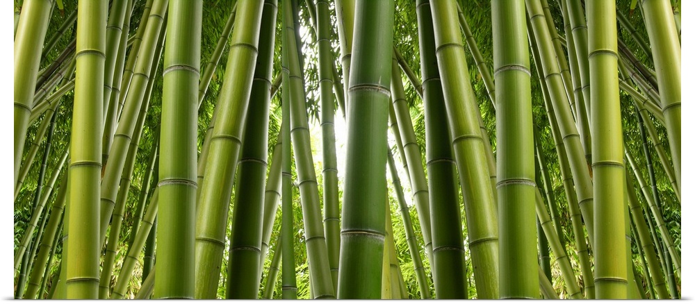 Tall bamboo trees in a jungle setting.
