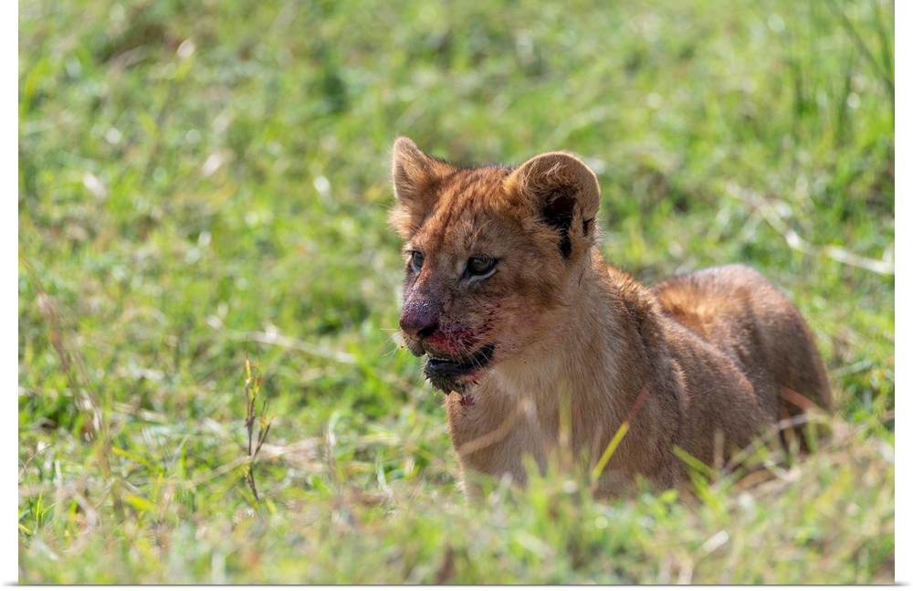 A lion cub has blood on its face after having a meal of wildebeest. Tanzania, Africa.