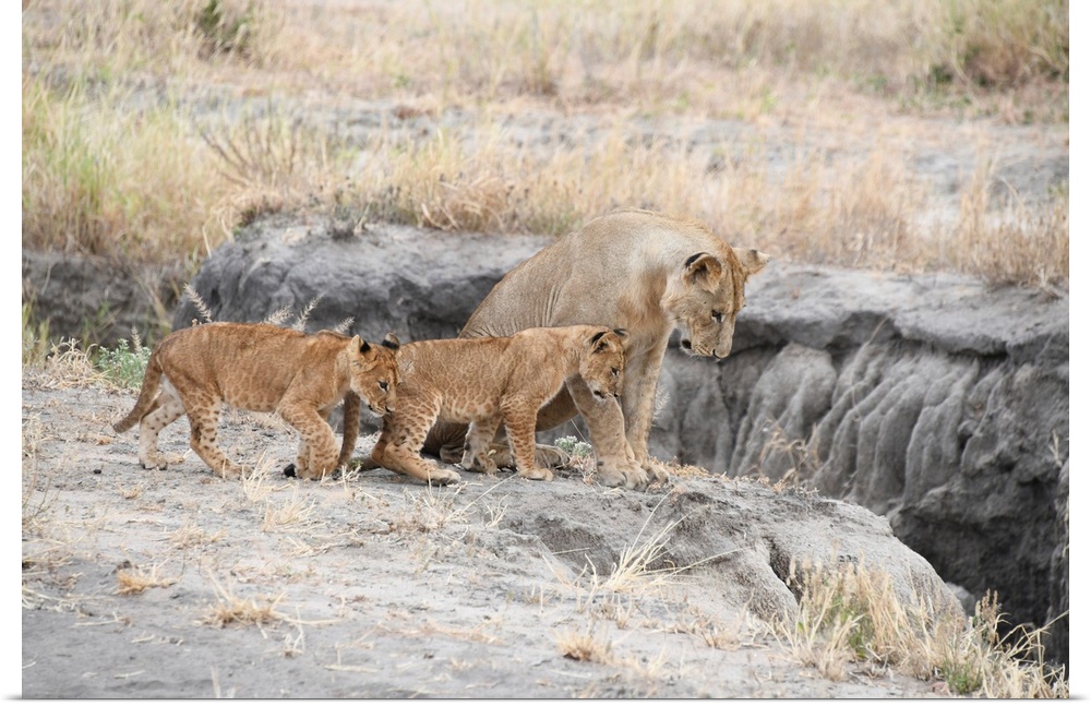 A female lion and her cubs in Serengeti, Tanzania, Africa.