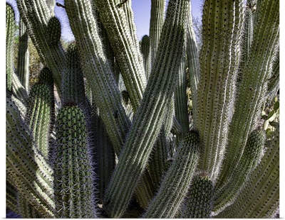 Desert Cactus
