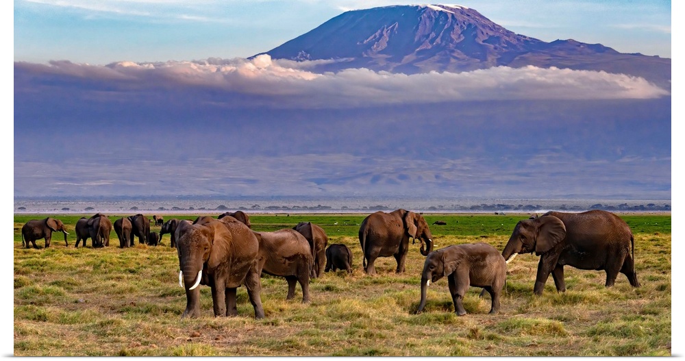 Many elephants grazing in Kenya, Africa, beneath looming Kilamanjaro, which is in Tanzania, Africa.