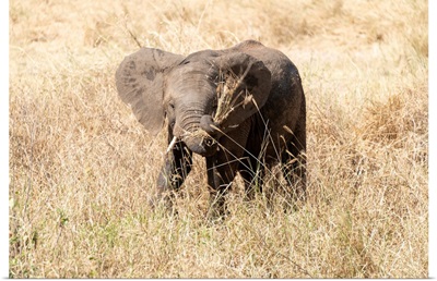 Elephant Eating Dry Grasses In The Serengeti
