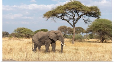 Elephant In Serengeti