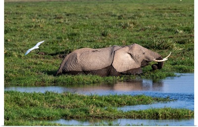 Elephant In Watery Grasslands