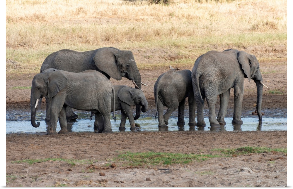 Several elephants enjoying the coolness of a watering hole in Tanzania, Africa.