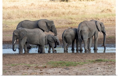 Elephants At The Watering Hole