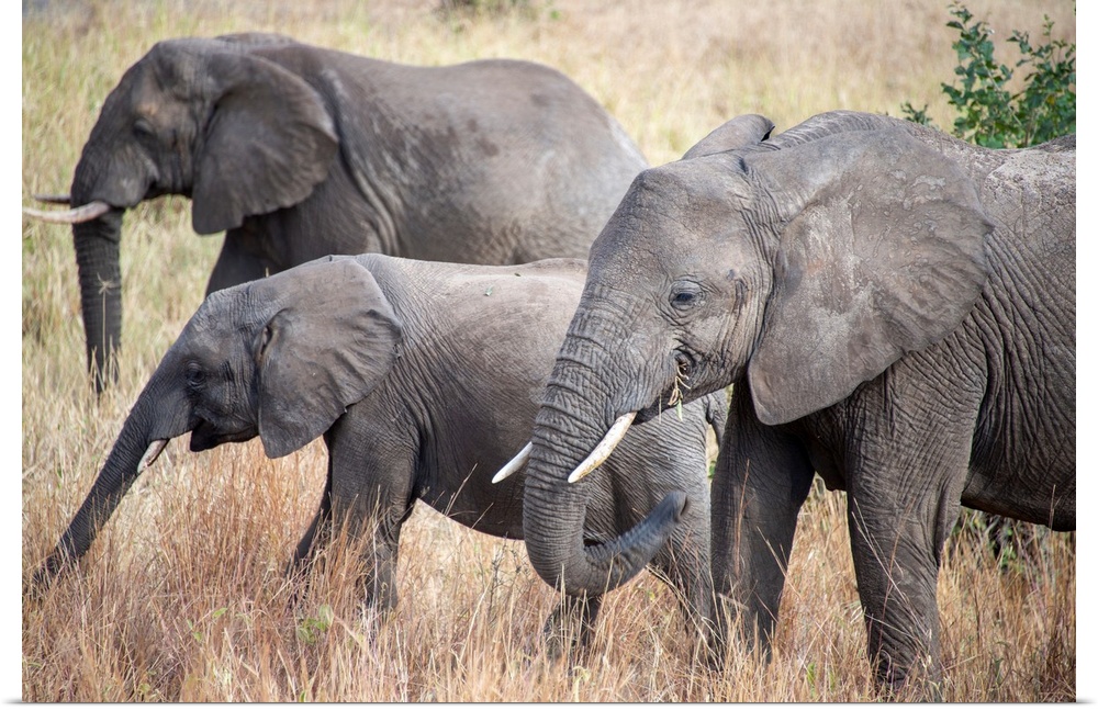 Elephant eating dry grasses. Serengeti, Tanzania, Africa.