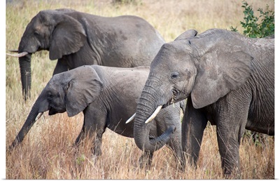 Elephants Feeding In Tall Grasses