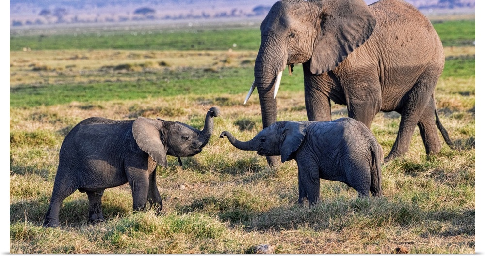 Several elephants in Kenya, Africa