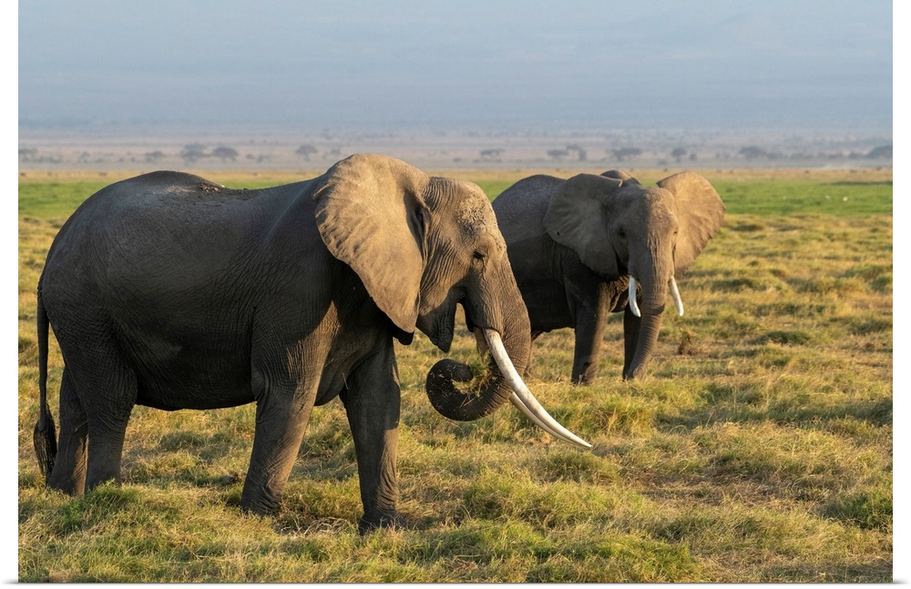 Several elephants in Kenya, Africa